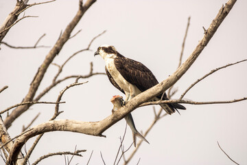 Osprey 