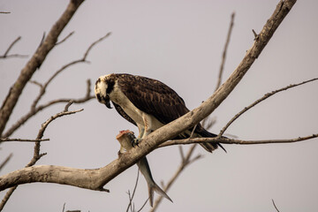 Osprey 