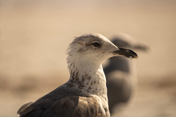 bird of prey