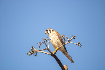 bird of prey