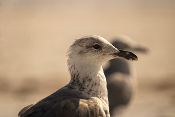 close up of a seagull
