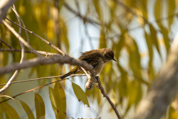 Sparrow on tree