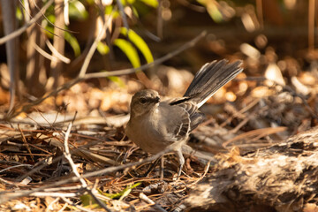 Mockingbird on a branch