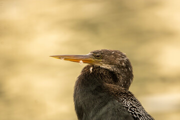 Anhinga 