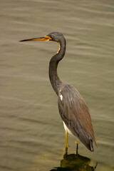 great blue heron