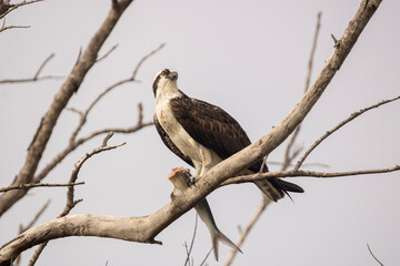 Osprey with a fish 