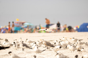 Terns on a beach 