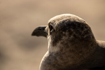 Portrait of a seagull 