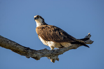 Osprey on a branch 