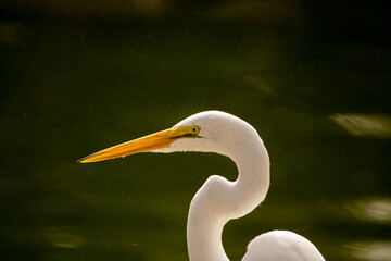 Fototapeta premium Great Egret portrait 