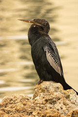 Anhinga on the beach