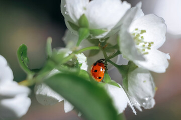 Ladybug on a green leaf. Insect. Ladybug on a branch. Coccinellidae.  Coccinellidae on jasmine. Jasmine.