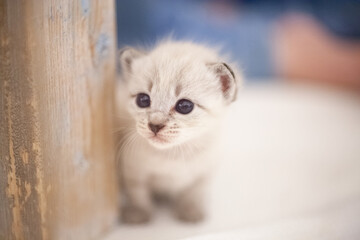 白い子猫　赤ちゃん　ペット