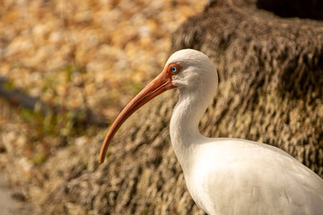 White Ibis portrait 