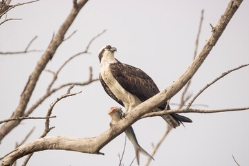 Osprey 