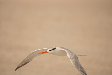 Tern in flight