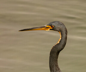 great blue heron