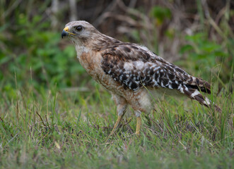 red tailed hawk
