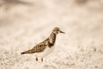 shorebird on the beach
