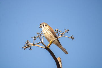 Kestrel in the tree