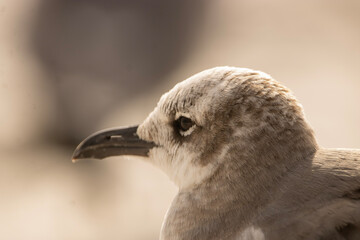 close up of a bird