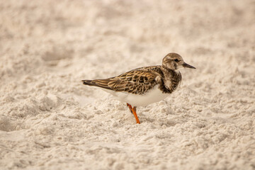 Shorebird on the beach 