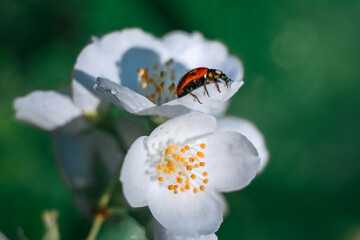 Ladybug on a green leaf. Insect. Ladybug on a branch. Coccinellidae.  Coccinellidae on jasmine. Jasmine.