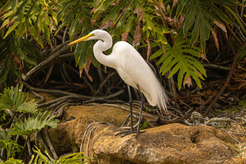 Great Egret 