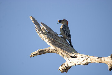 Woodpecker with a nut