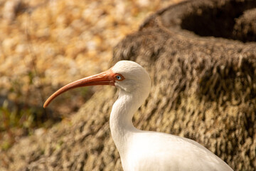 White Ibis portrait 