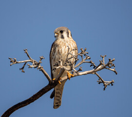 Kestrel in a tree 