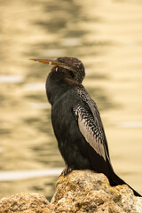 Anhinga 