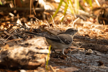 Mockingbird on the ground