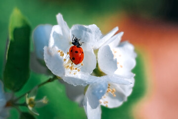 Ladybug on a green leaf. Insect. Ladybug on a branch. Coccinellidae.  Coccinellidae on jasmine. Jasmine.