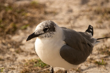 Close up of a gull 