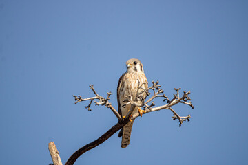 Kestrel 