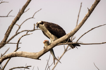 Osprey eating a fish 