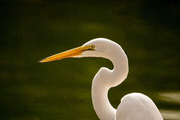 Great Egret 