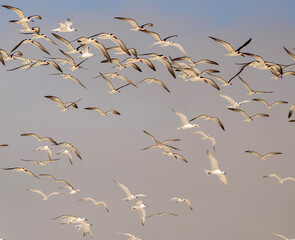 Flock of terns