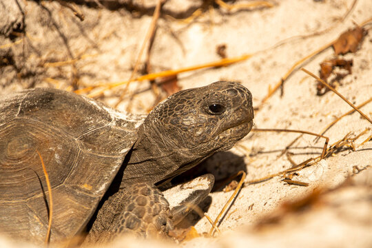 Gopher Tortoise 