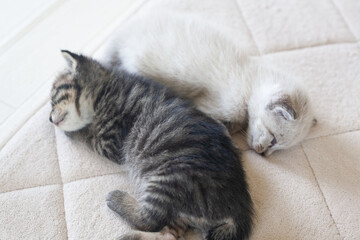 昼寝する子猫　白黒　ペット