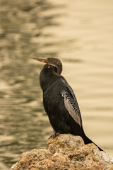 Anhinga on the beach
