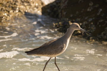 shorebird wading in the water