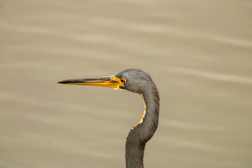 great blue heron