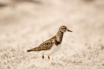shorebird