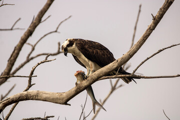 Osprey eating a fish