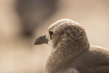 close up of a seagull