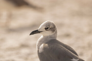 Seagull on the beach