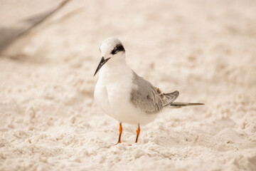 Tern on the sand 