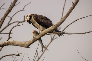 osprey eating a fish